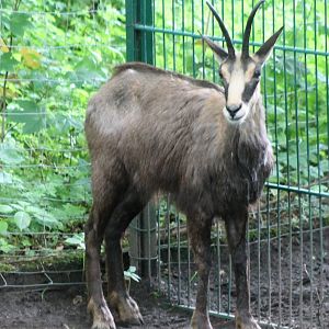 Alpine chamois