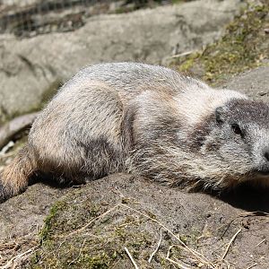 Alpine marmot