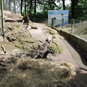 Enclosure Alpine marmot