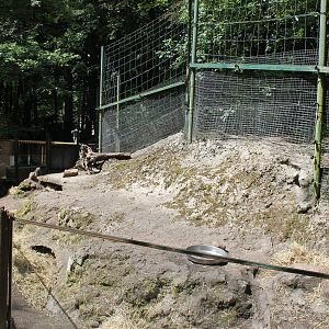 Enclosure Alpine marmot