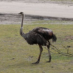 Ostrich
