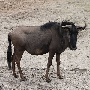 Brindled gnu