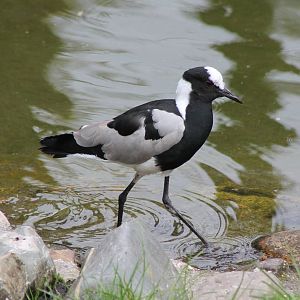 Blacksmith plover