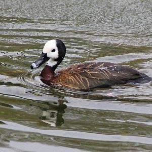 White-faced whisling duck
