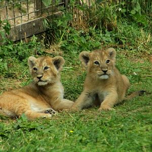 Asiatic Lion Cubs - 23rd July 2016