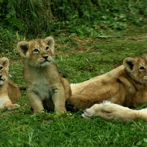 Asiatic Lion Cubs - 23rd July 2016