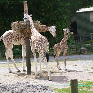 Giraffe calf, July 2016