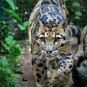Clouded leopard