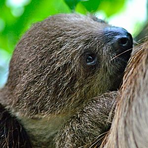 Young two-toed sloth