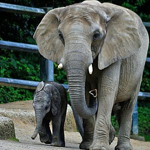 African elepant with offspring