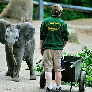 Young african elephant Tuffi