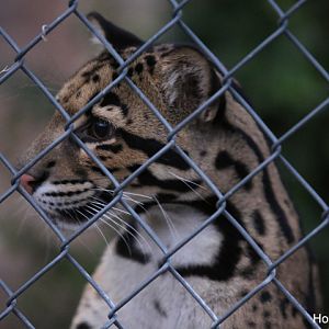 Night Zoo, July 19, 2016