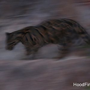 Night Zoo, July 19, 2016