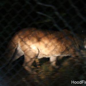 Night Zoo, July 19, 2016