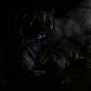 Night Zoo, July 19, 2016