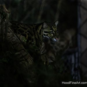 Night Zoo, July 19, 2016