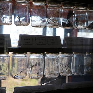 Foreign objects surgically removed from inside rescued turtles - Sea Turtle