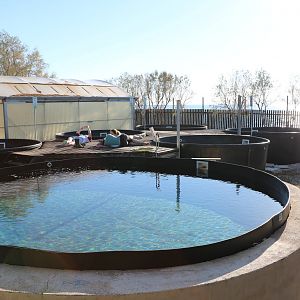 Outdoor pools - Sea Turtle Rescue Centre, February 2016