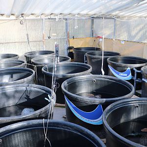 Indoor pools - Sea Turtle Rescue Centre, February 2016