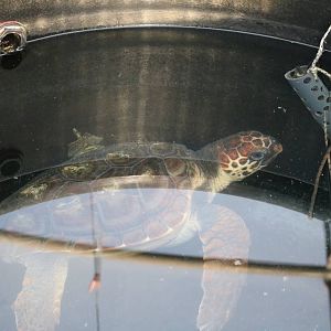 Loggerhead turtle - Sea Turtle Rescue Centre, February 2016