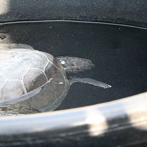 Green turtle - Sea Turtle Rescue Centre, February 2016