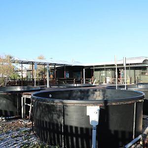 Outdoor pools - Sea Turtle Rescue Centre, February 2016