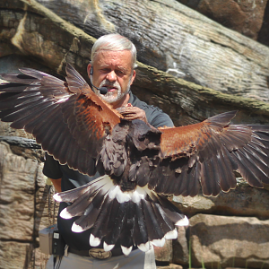 Jul. 2016 - Wings of the Wonder - Harris's Hawk Flight