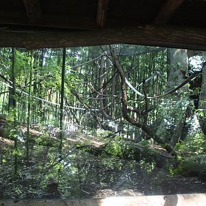 Jul. 2016 - Jungle Trails - White-faced Saki Exhibit (Former Lemur Exhibit)