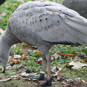 Cereopsis goose