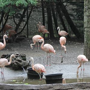 Chilean flamingos