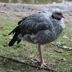 Crested screamer