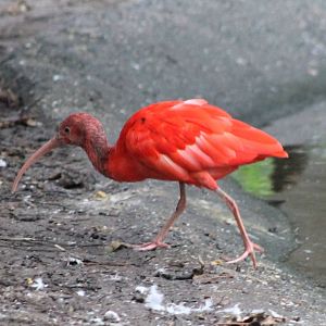 Red ibis