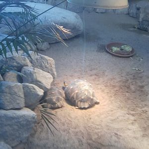 Radiated tortoise