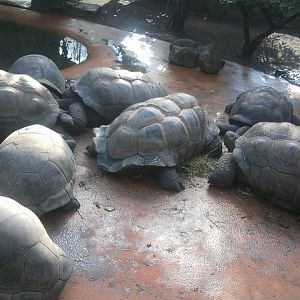Aldabra giant tortoise
