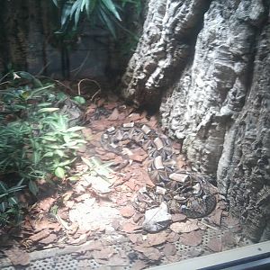 Gaboon viper