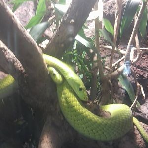 Eastern green mamba