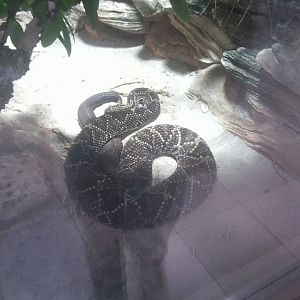 Cascabel rattlesnake (South American rattlesnake)