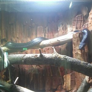 Forest cobra