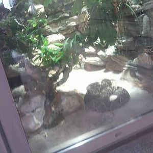 Cascabel rattlesnake