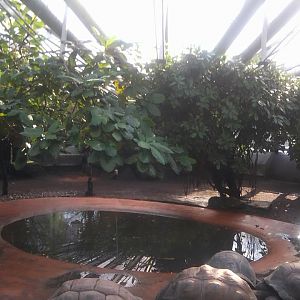 Aldabra giant tortoises - indoor
