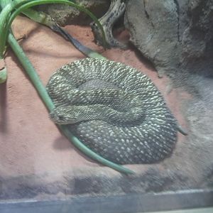 Uracoan rattlesnake