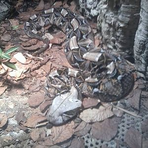 Gaboon viper