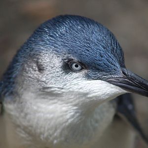 Jul. 2016 - Children's Zoo - Little Penguin