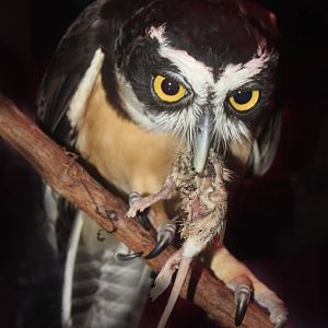Jul. 2016 - Night Hunters - Spectacled Owl