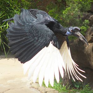 Jul. 2016 - Wings of Wonder - Abyssinian Ground Hornbill