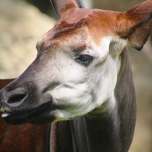 Jul. 2016 - Rhino Reserve - Okapi