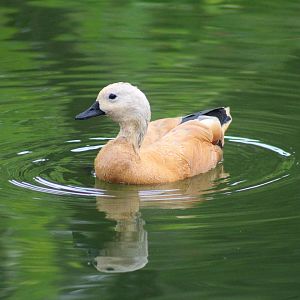 Jul. 2016 - Africa - Ruddy Shelduck