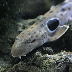Epaulette shark