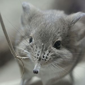 Short-eared elephant shrew having fun
