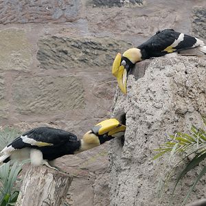 Great hornbills making plans?